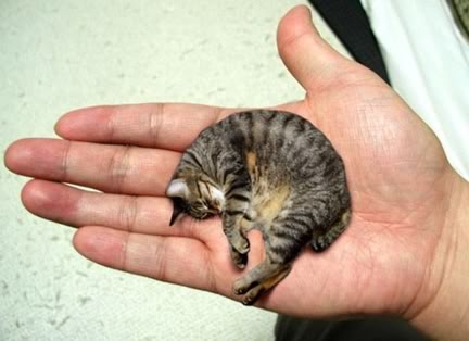 Самая маленькая в мире кошка