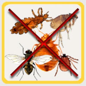 Как избавится от насекомых и вредителей в доме?