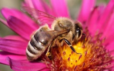Пчелы трудятся осознанно.