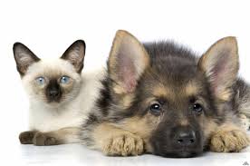 Кошки против собак: кто умнее?