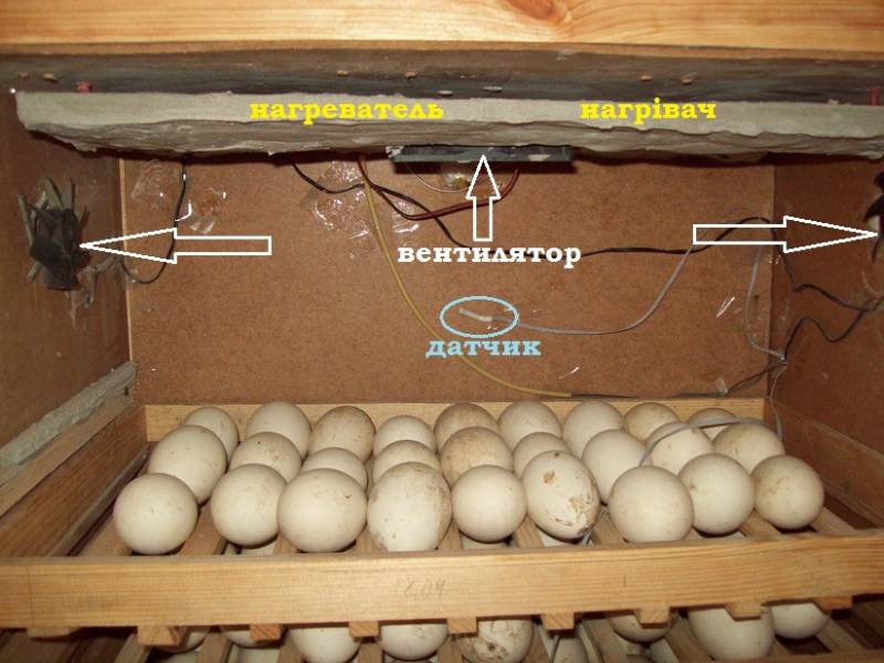 Как выбрать инкубатор для яиц