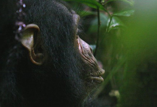 Шимпанзе осознает осведомленность другого шимпанзе