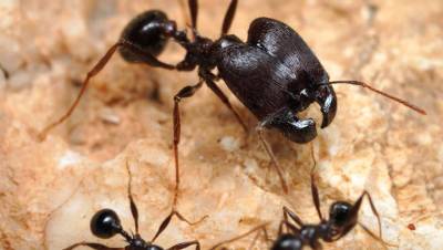 Открыт секрет появления муравьев-суперсолдат