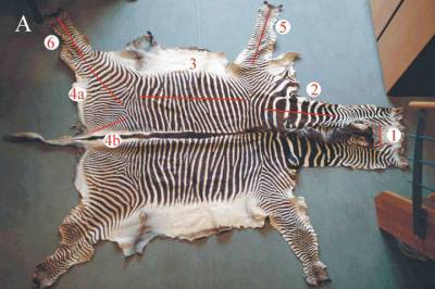 Почему зебры полосатые