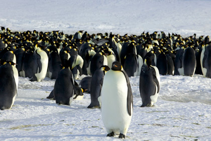 Пингвины научились мигрировать в другие колонии