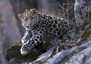Спасение дальневосточного леопарда – Земля Леопарда