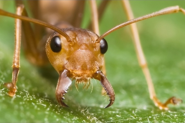 Особенности жизни муравьев