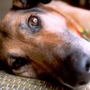 Как оказать первую помощь собаке в случае отравления