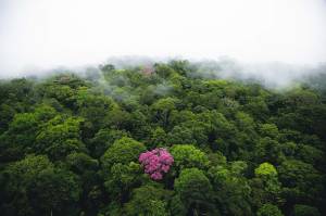 Какие существуют виды лесов на Земле